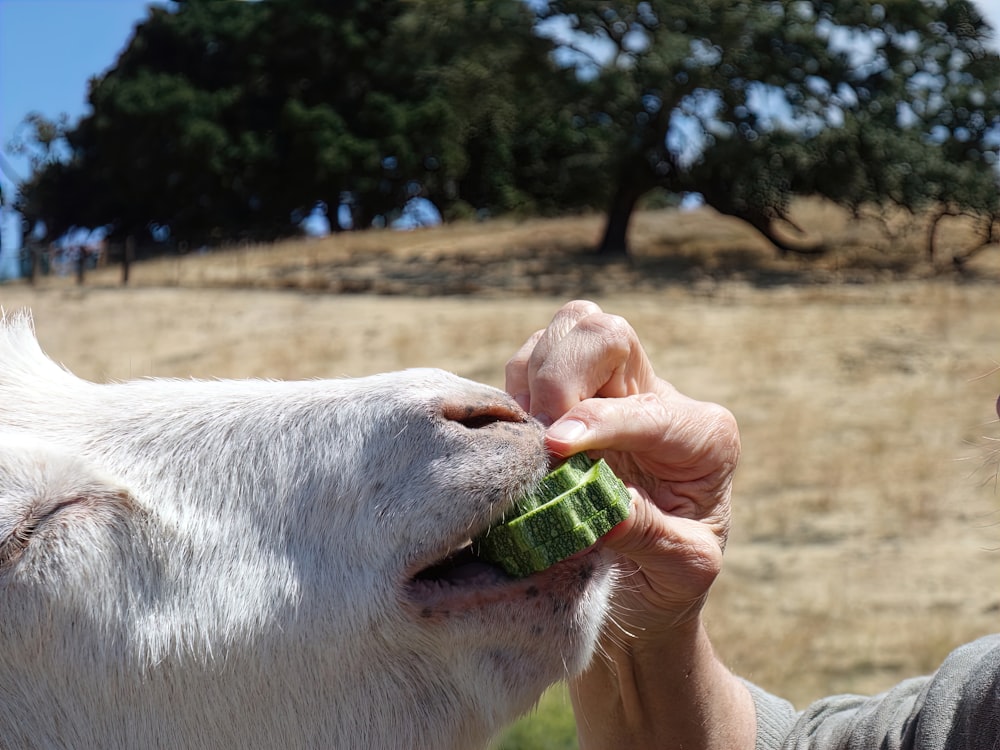 person feeding white cow during daytime