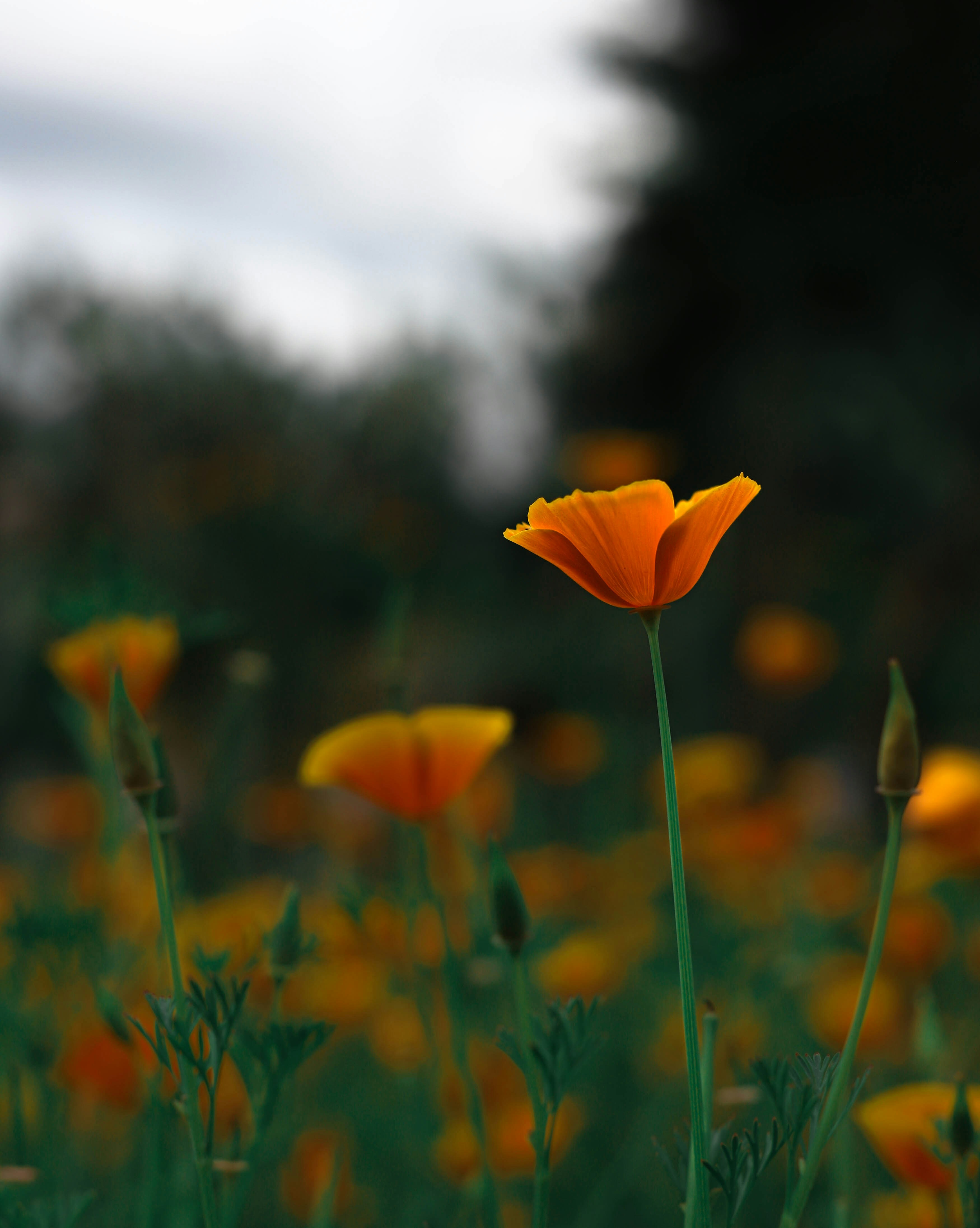 Photo by mirceabozianu