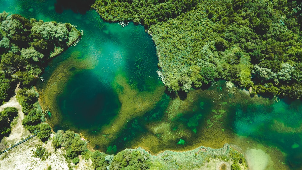 aerial view of green trees and blue body of water