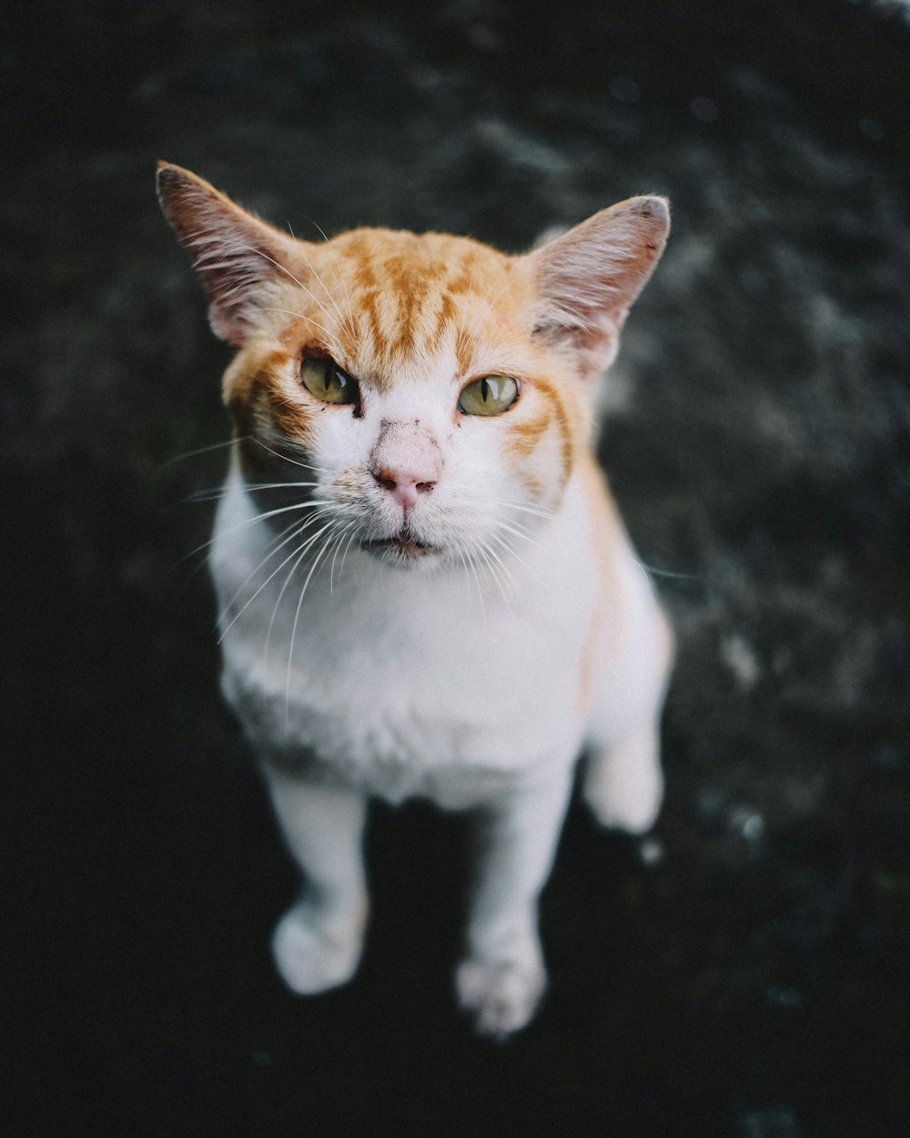 orange and white tabby cat