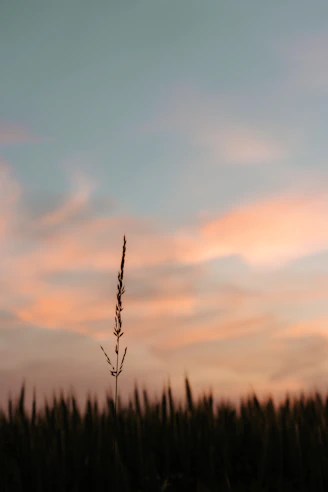 silhouette of grass during sunset