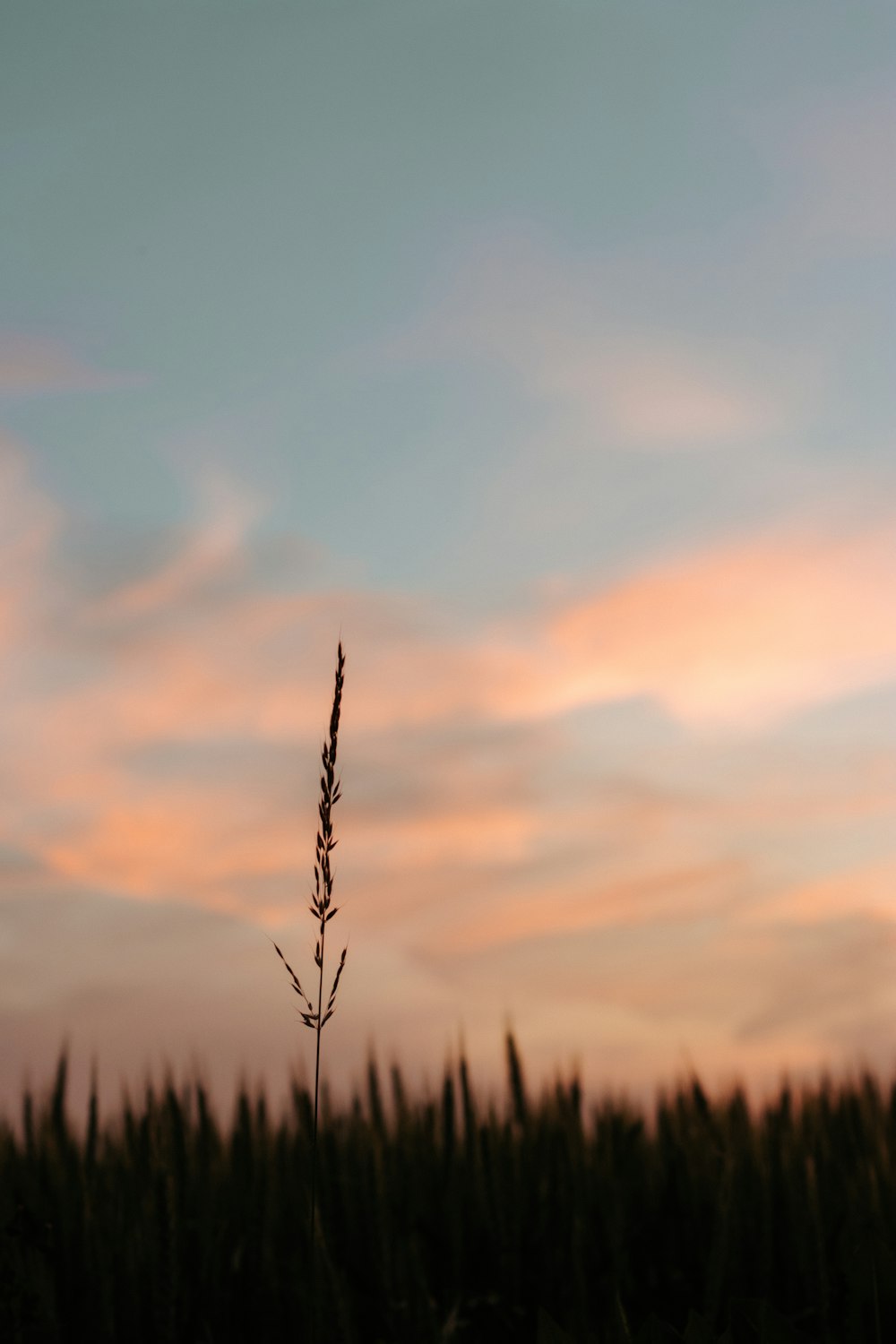 silhouette d’herbe au coucher du soleil