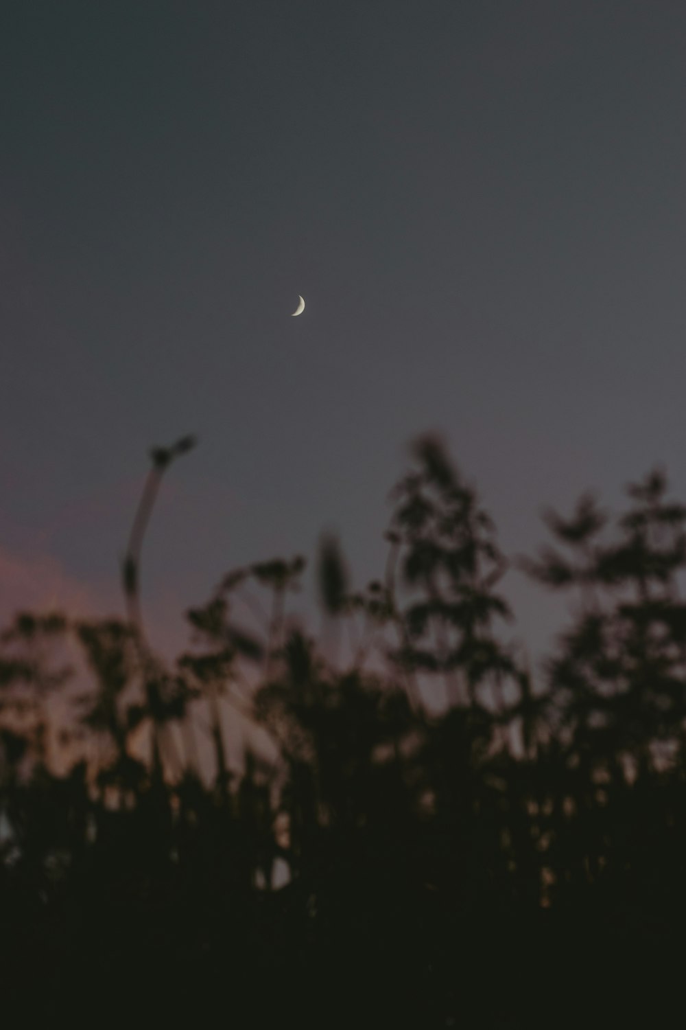 silhouette of trees under blue sky during night time