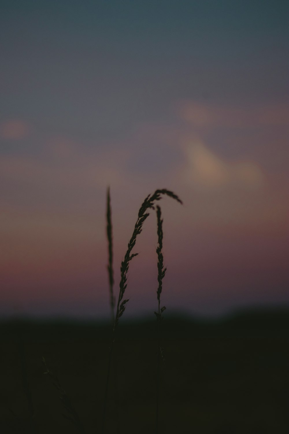 green grass under gray sky