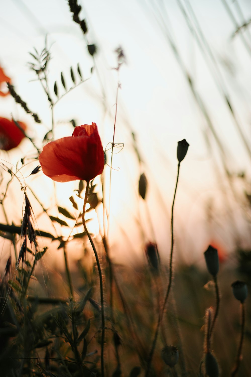 red flower in tilt shift lens