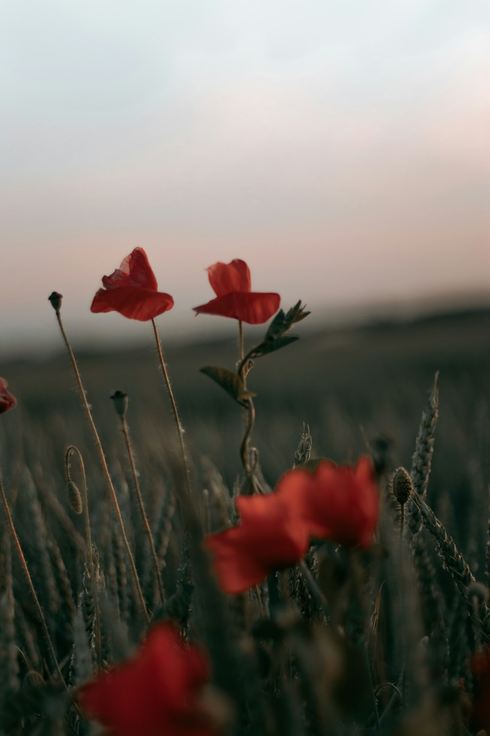 red flower in tilt shift lens