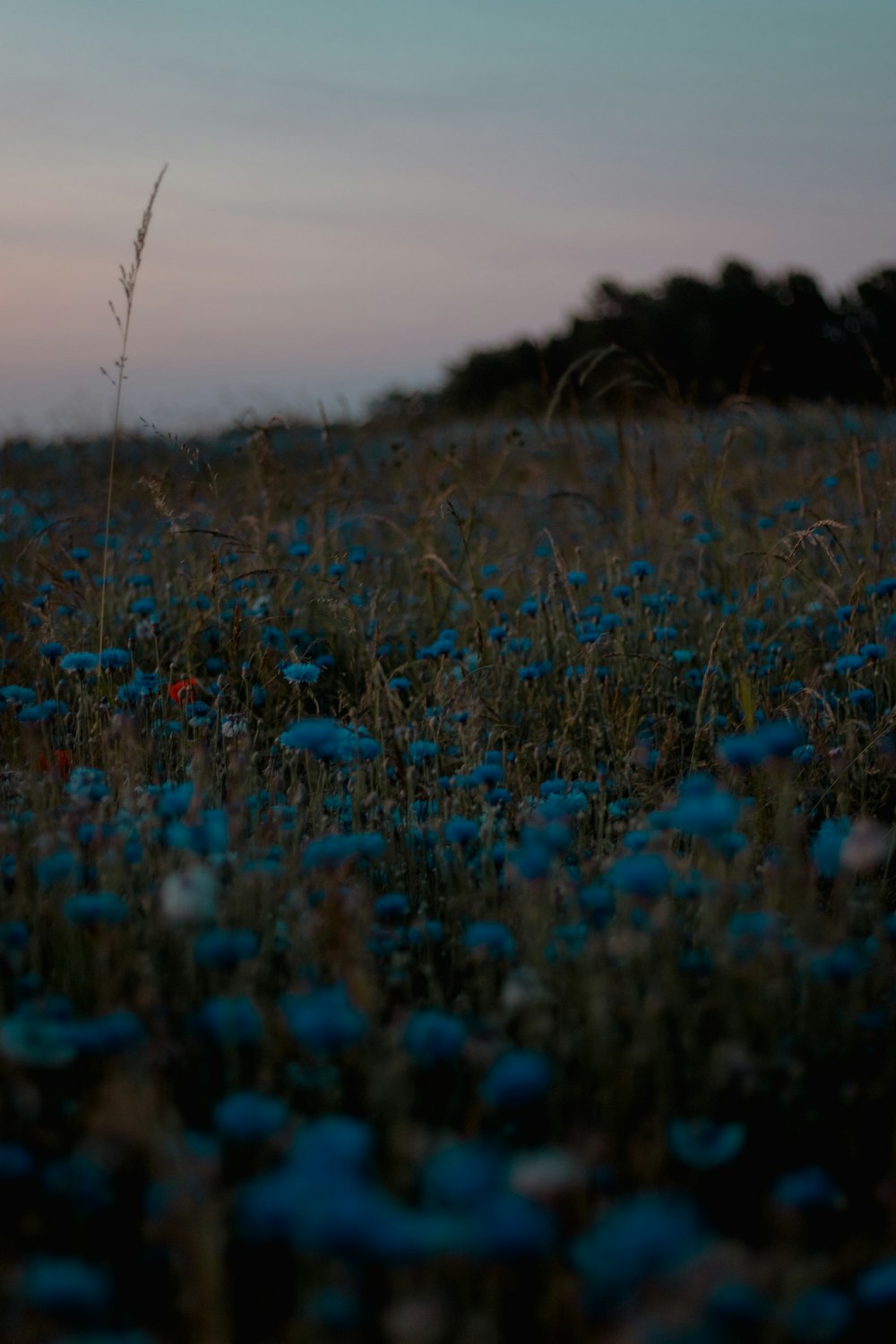 fleurs bleues sur le terrain pendant la journée