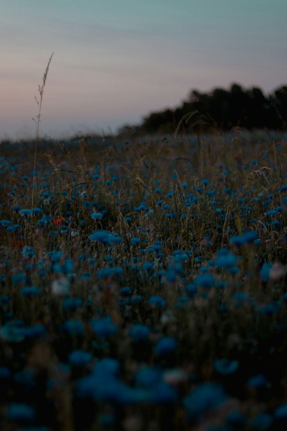 blue flowers on field during daytime