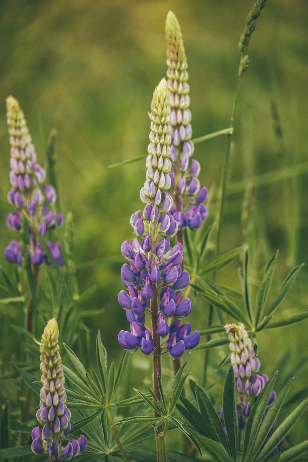 purple flower in tilt shift lens