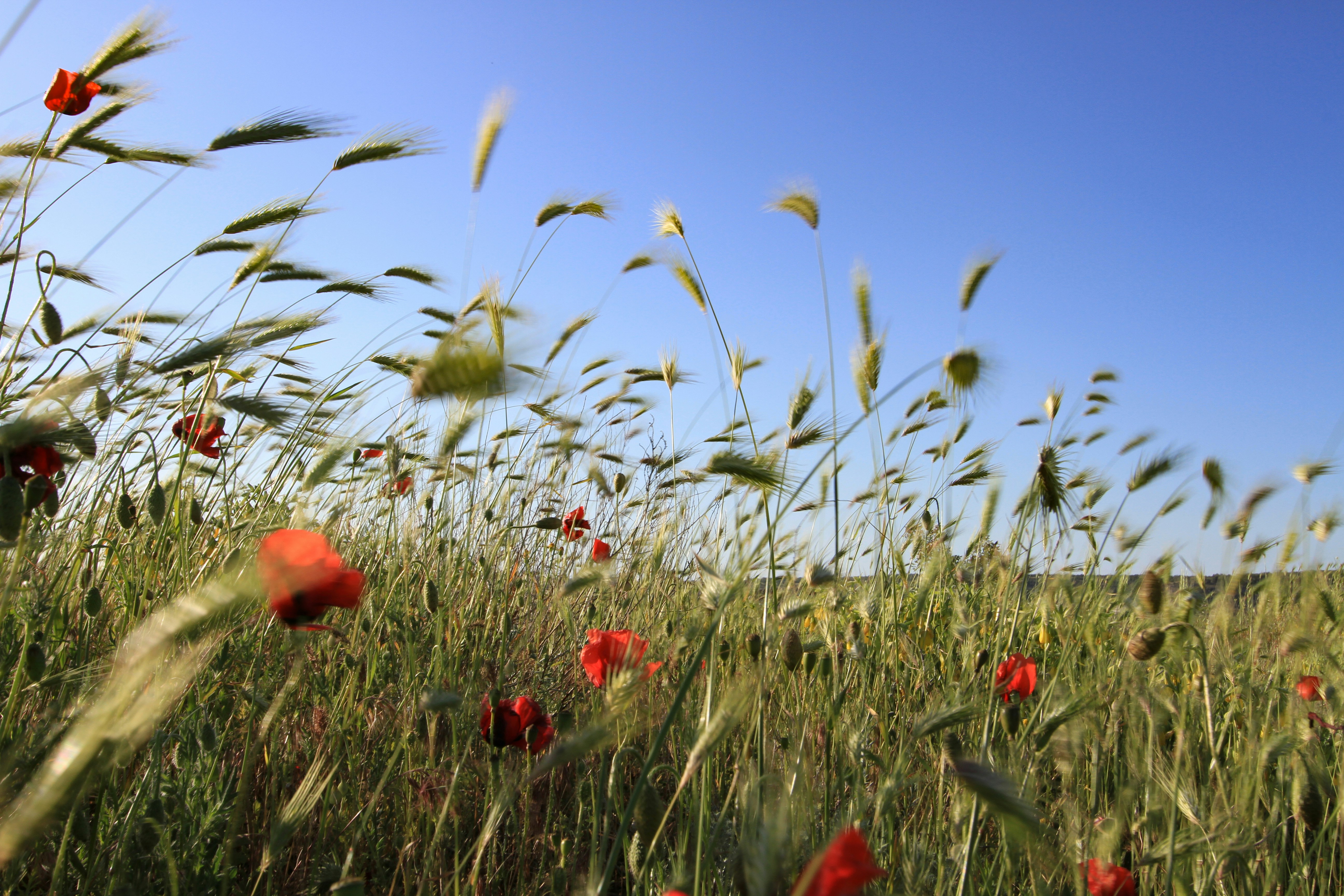 red flowers under blue sky during daytime