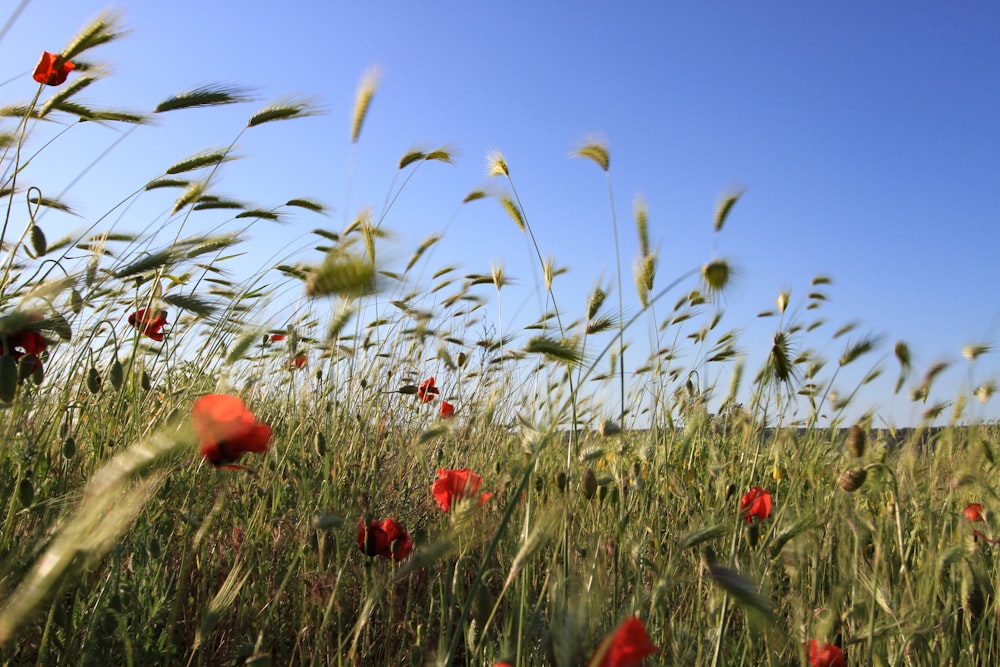 red flowers under blue sky during daytime