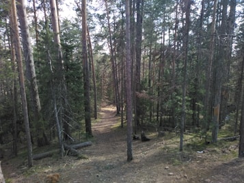 A serene forest trail surrounded by tall, slender trees with a narrow dirt path leading deeper into the woods. The sunlight filters through the canopy, casting dappled shadows on the ground. The forest floor is covered with fallen branches and sparse undergrowth.