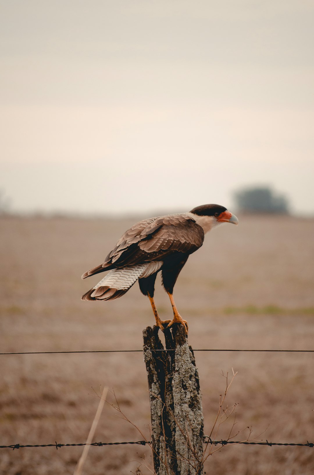 brown and white bird on brown wooden post during daytime