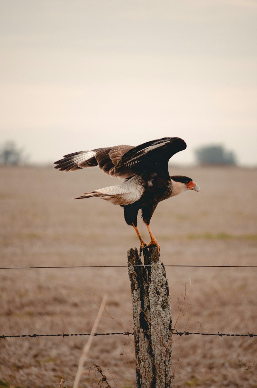 black and white bird on brown tree trunk during daytime