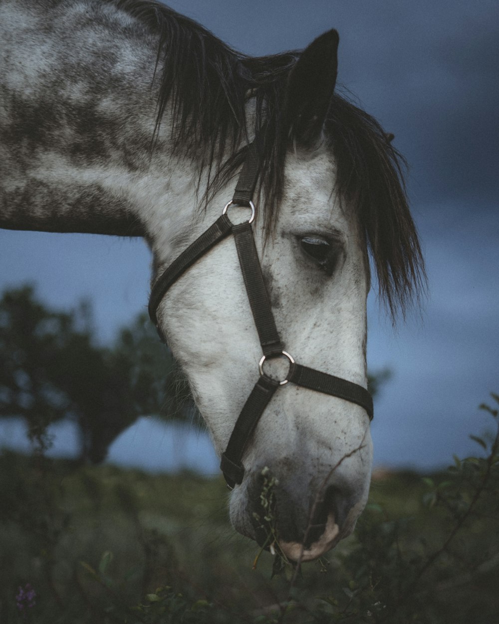 a white horse with a black bridle on it's face