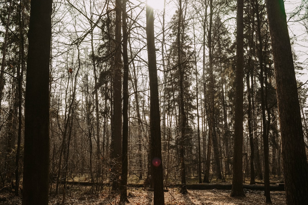 brown trees with sun rays