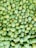 A large collection of green mangoes piled together, showcasing a variety of shapes and sizes. Some mangoes have small dark spots and hints of yellow on their skin.