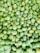 A large collection of green mangoes piled together, showcasing a variety of shapes and sizes. Some mangoes have small dark spots and hints of yellow on their skin.