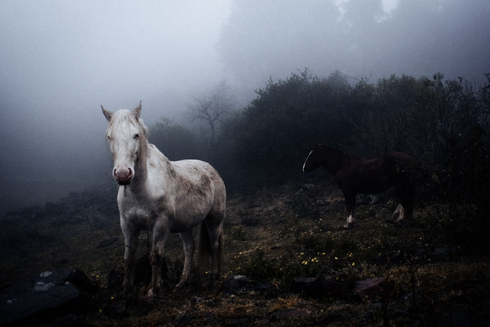 white horse on green grass field during daytime