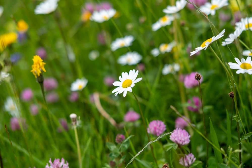 white and yellow daisy flowers