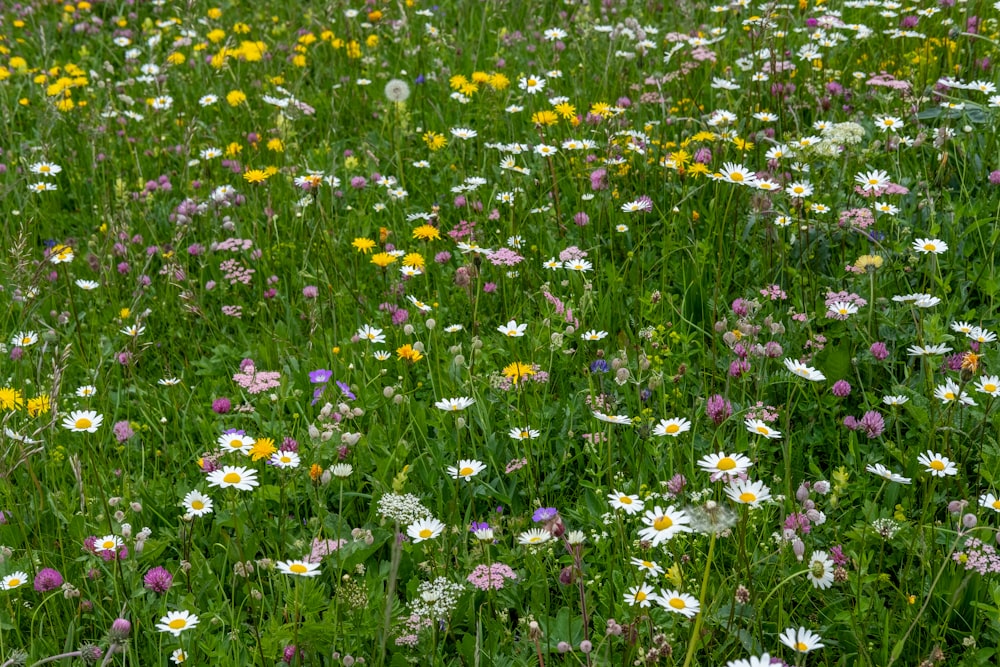 white and yellow flower field during daytime