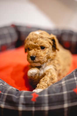 A small, fluffy puppy with light brown, curly fur is resting comfortably in a cozy bed. The bed features a black and gray plaid pattern with red accents, and the puppy is lying on a bright red cushion. The puppy has a cute expression, appearing relaxed and content.