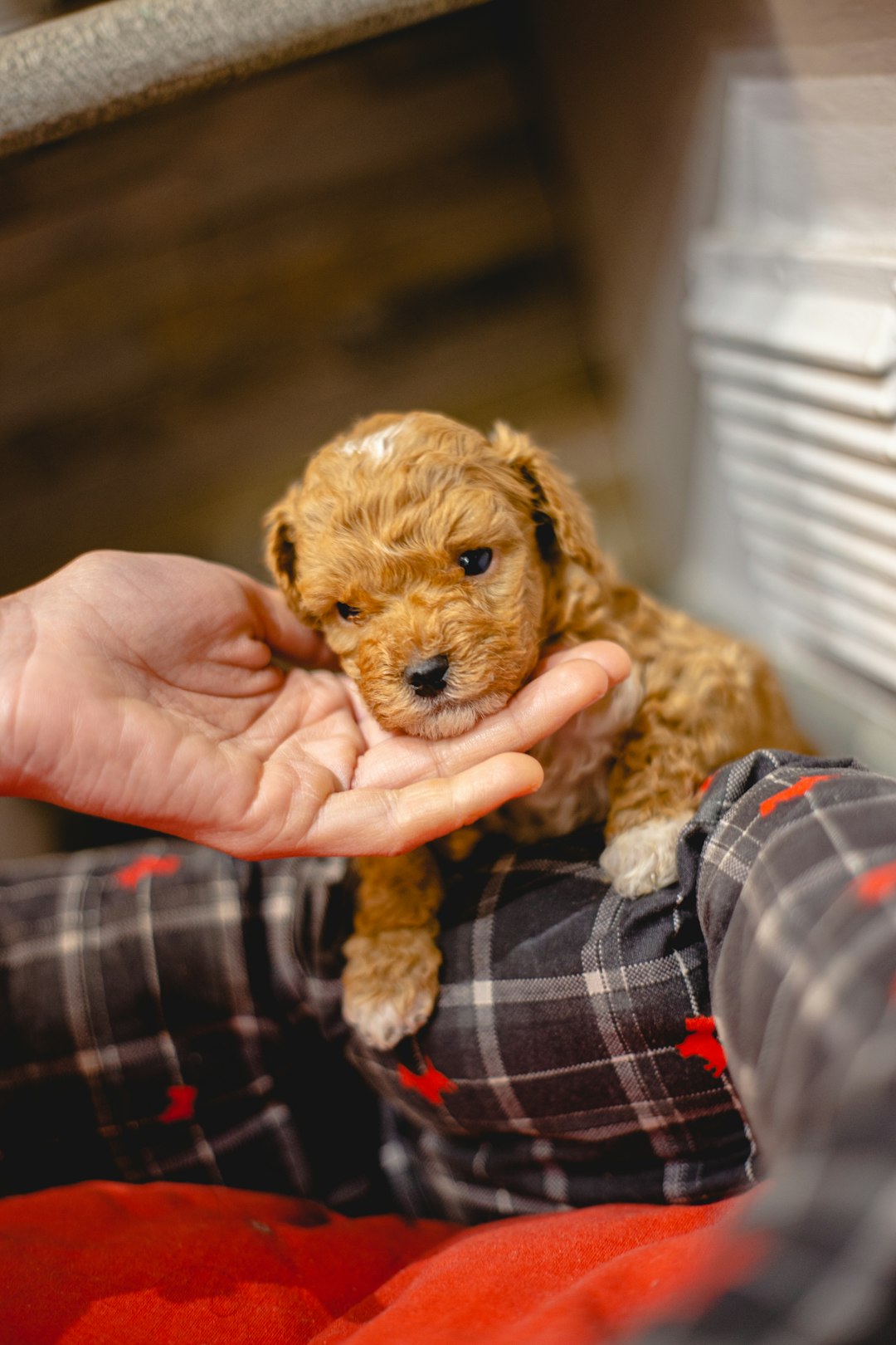 person holding brown long coated small dog