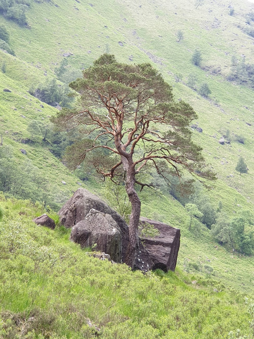 brown tree on green grass field during daytime