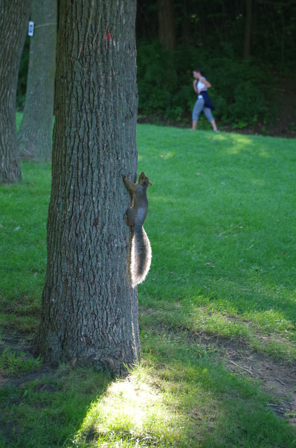 brown squirrel on green grass field during daytime