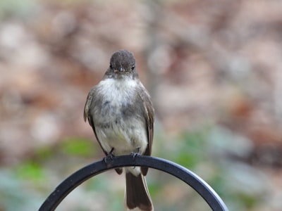 brown and white bird on black metal fence during daytime