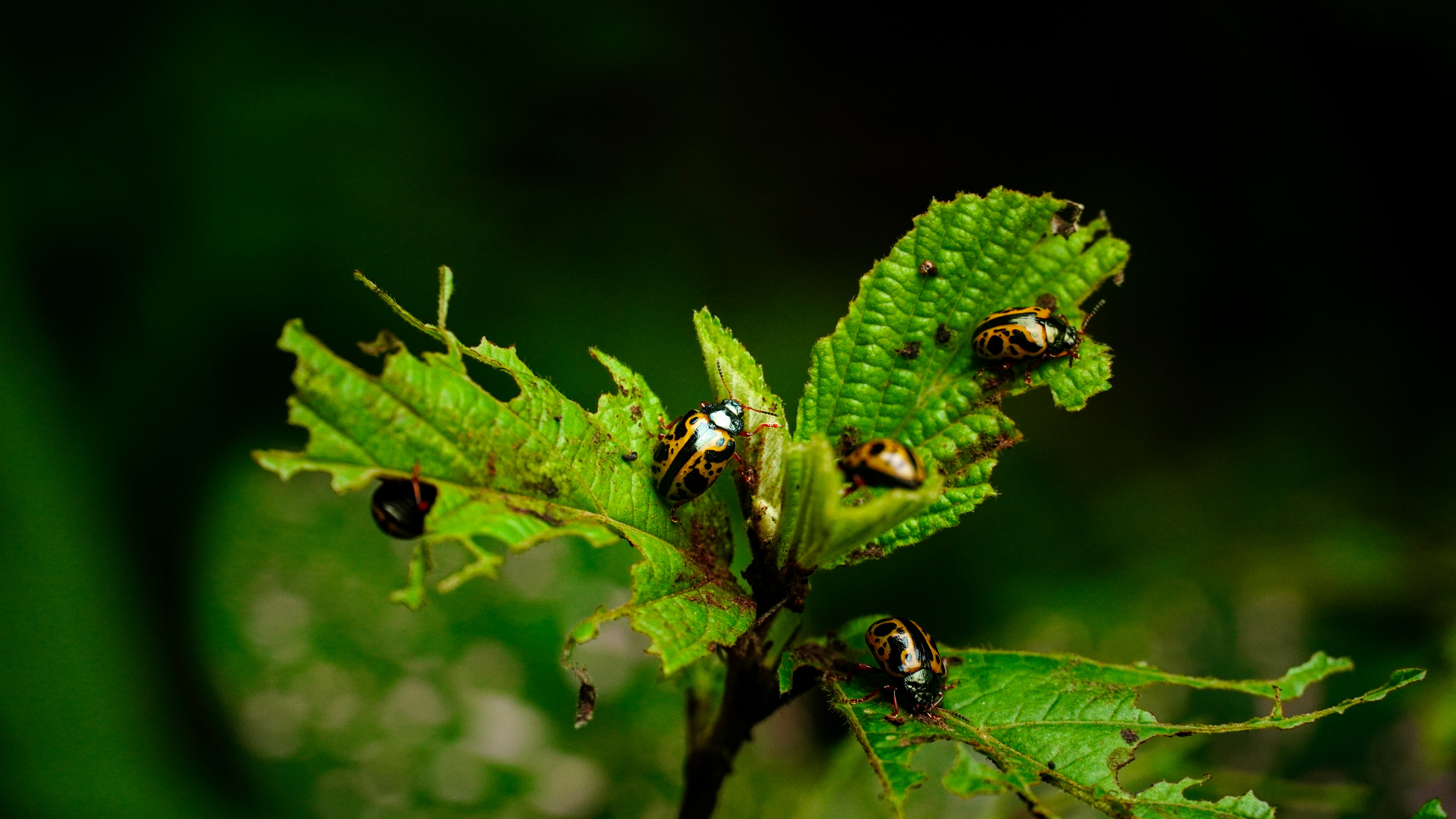 black and yellow bee on green leaf