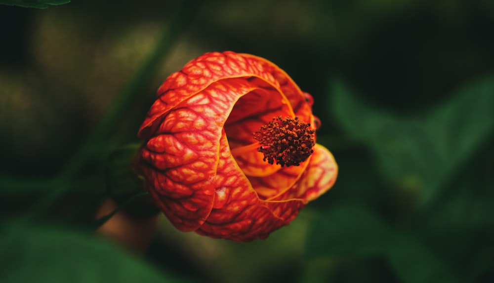 orange flower in tilt shift lens