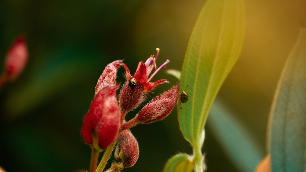 red flower in macro lens photography