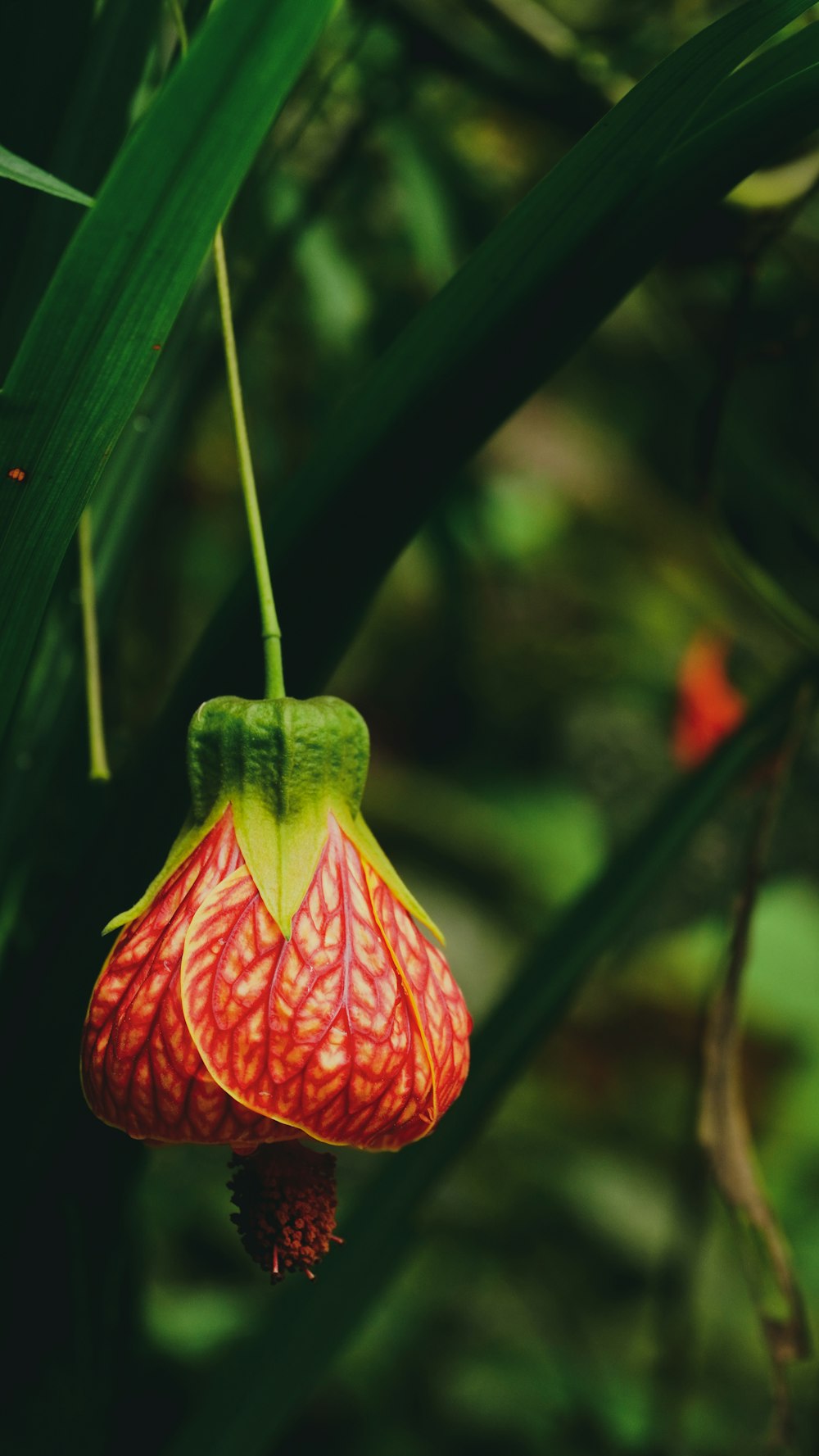 red and yellow flower in tilt shift lens