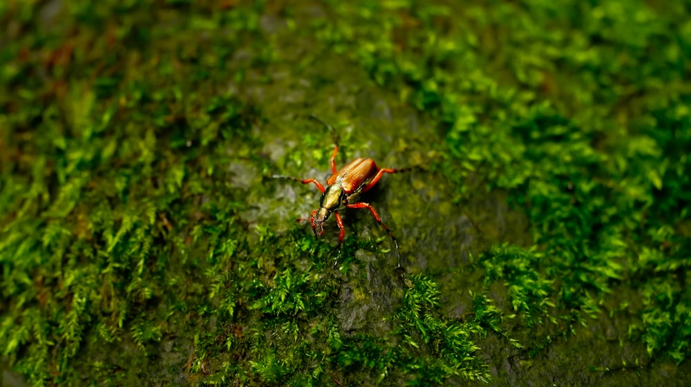 brown and black ant on green moss