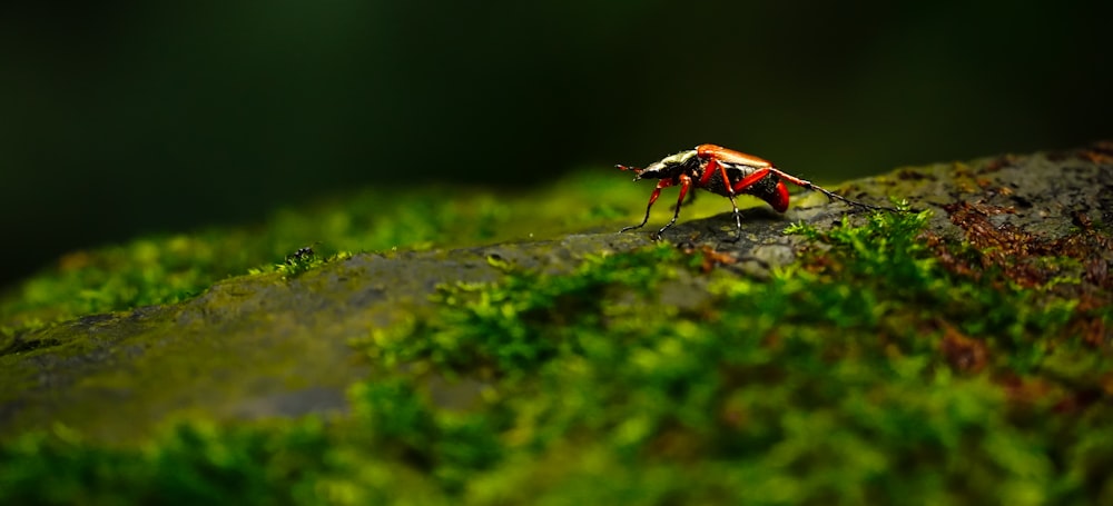 red and black insect on green moss in tilt shift lens