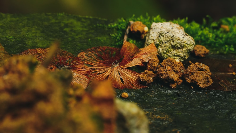 brown dried leaf on black stone