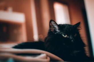 A black cat lies on a soft surface, gazing intently with its green eyes. The background is softly blurred, creating a warm, cozy ambiance.