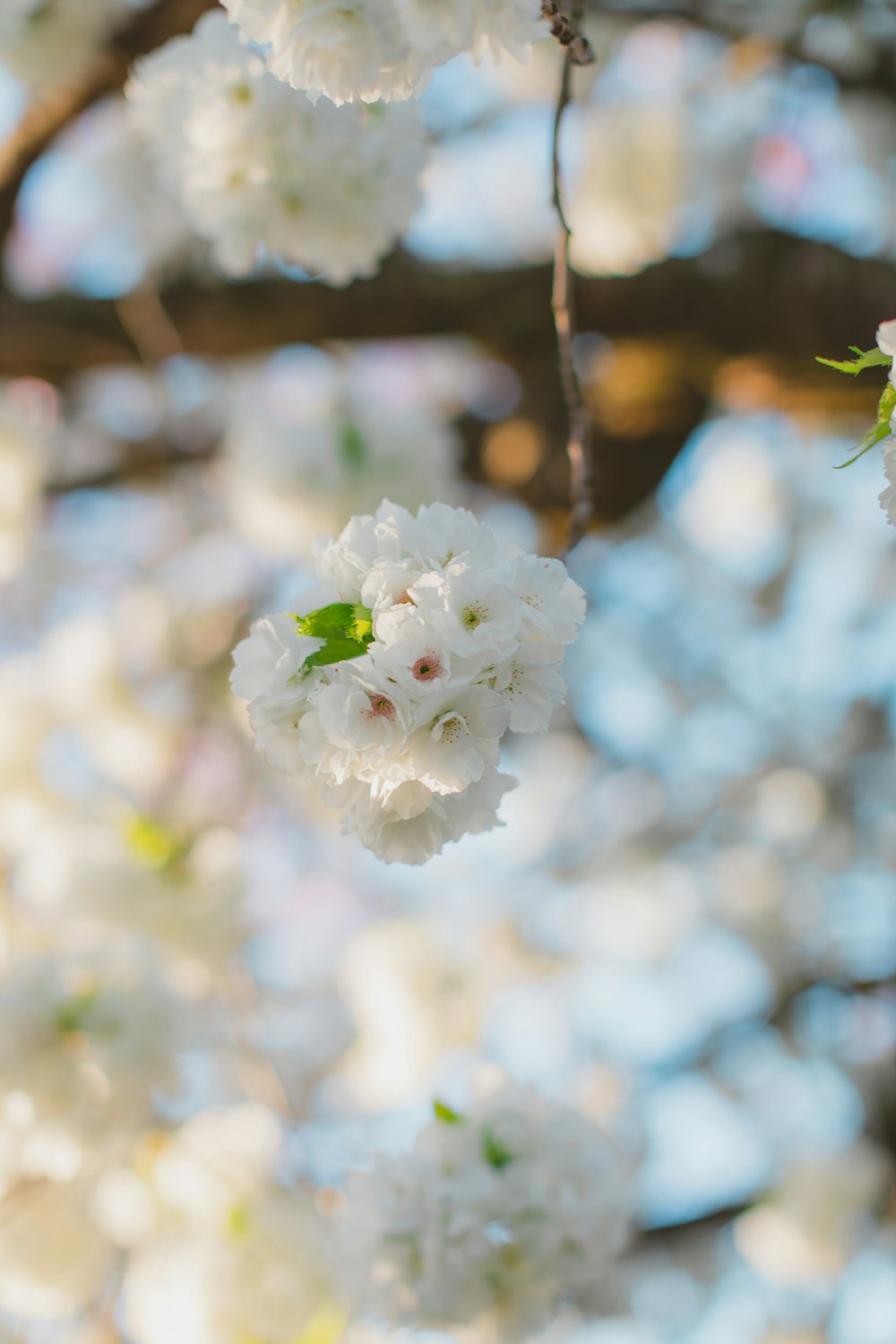 white flower in tilt shift lens