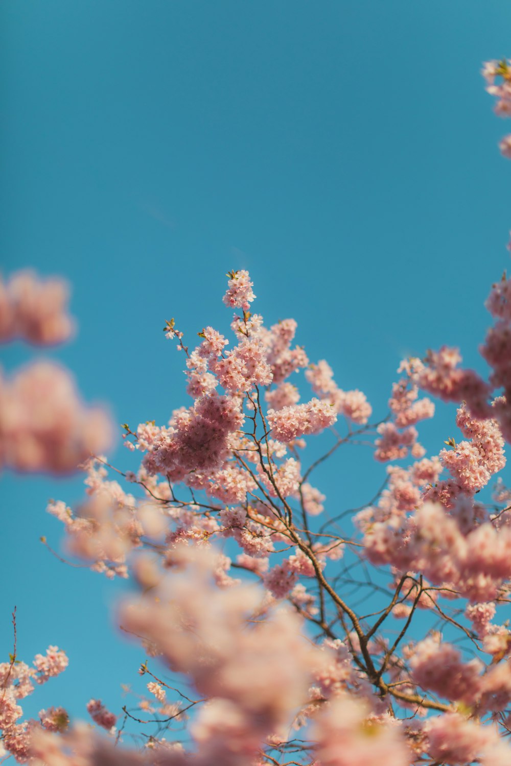 white flower under blue sky during daytime