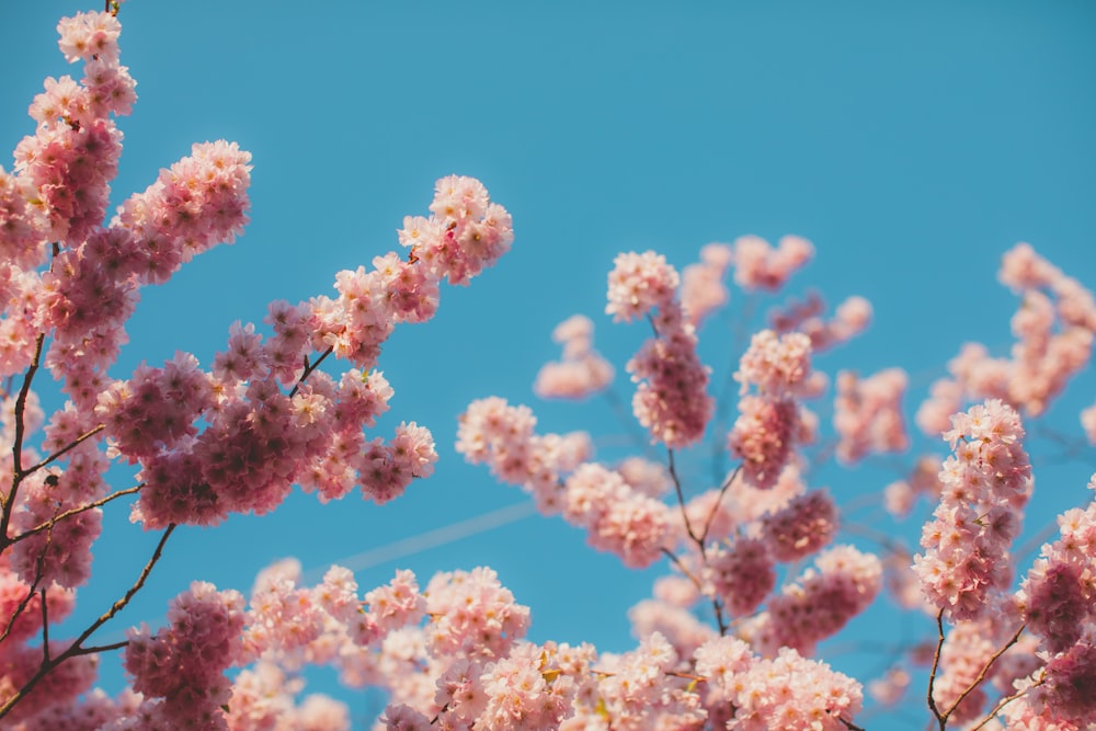 white and pink flower under blue sky during daytime