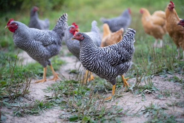 flock of chicken on green grass field during daytime