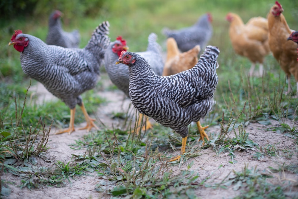 flock of chicken on green grass field during daytime