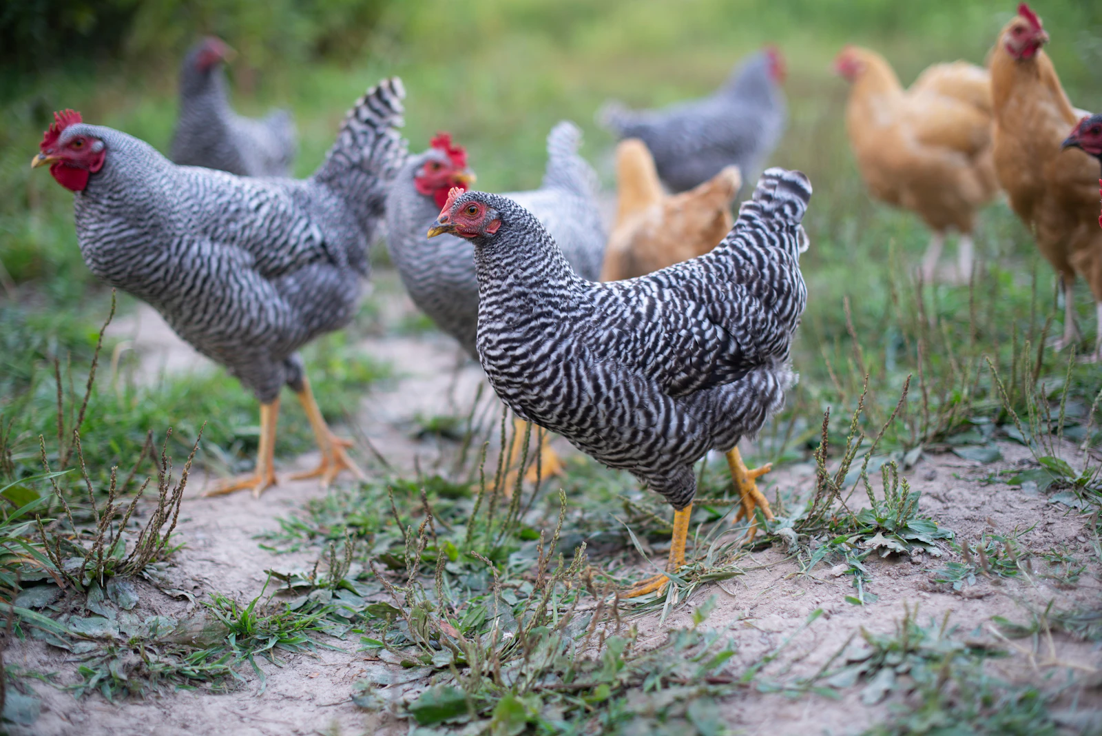 A flock of chickens roaming on green grass