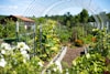 green plants on garden during daytime