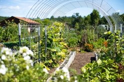 green plants on garden during daytime