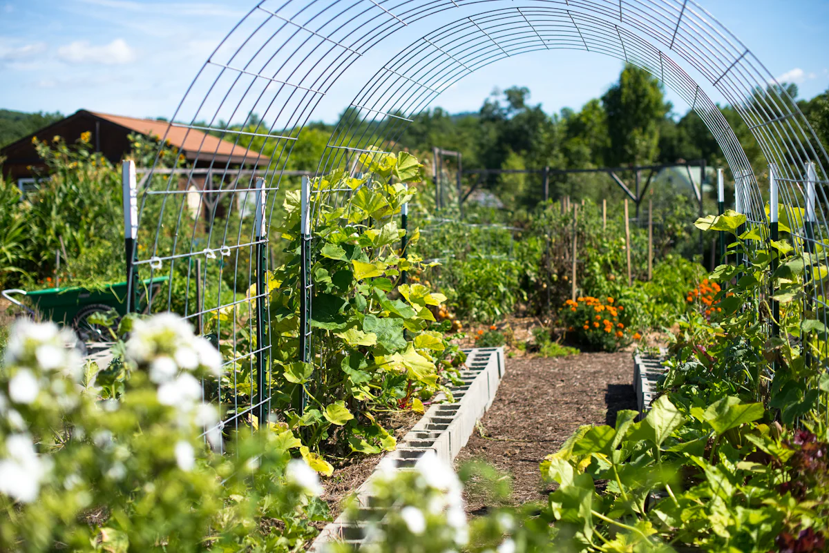 Junges Salatbeet mit Schutzbarriere gegen Schnecken
