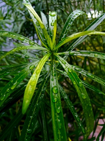 Close-up of spotless gutters glistening after a meticulous cleaning with lush Florida foliage in the background.