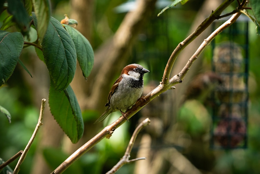 white and brown bird on green leaf