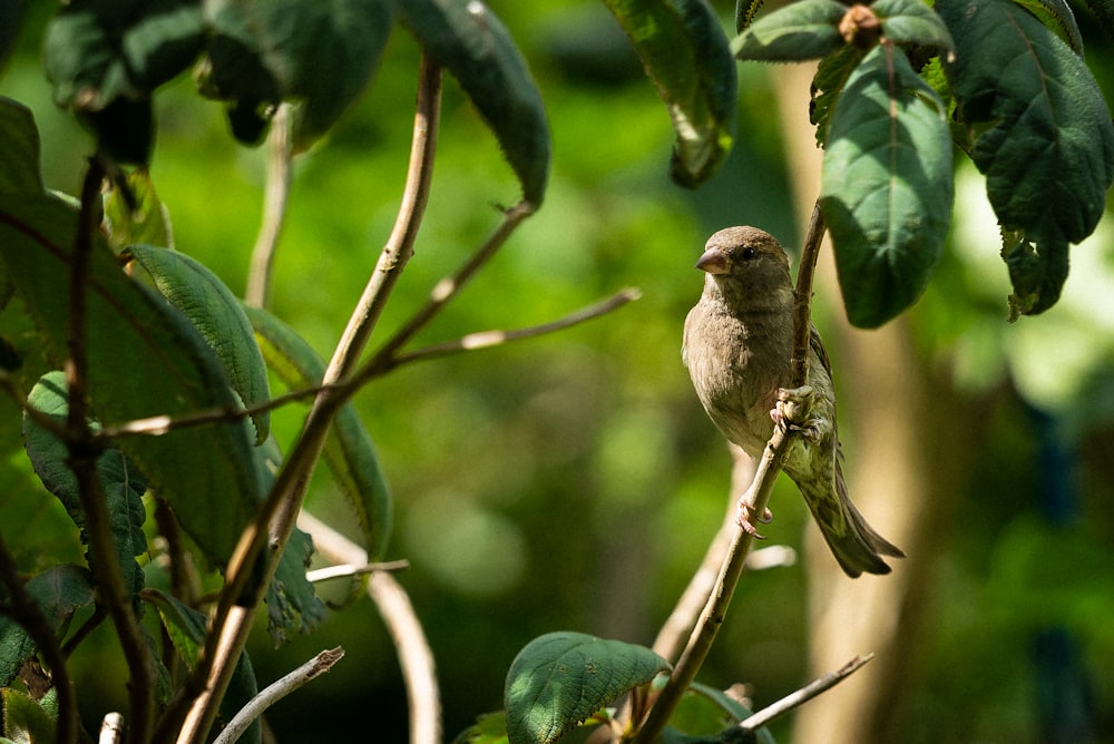 pájaro marrón en la rama de un árbol durante el día